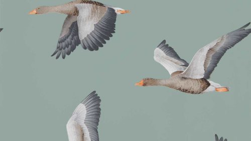 Elysian Geese 216610